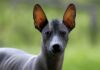 MEKSIČKI BEZDLAKI PAS XOLO Xoloitzcuintli head outdoors.Approved by Susan Sprung in December 2017.