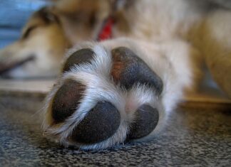 DEVOJKA KOJA JE SPAŠENA U PETRINJI JE UPOZNALA SVOG SPASIOCA pas-šapa