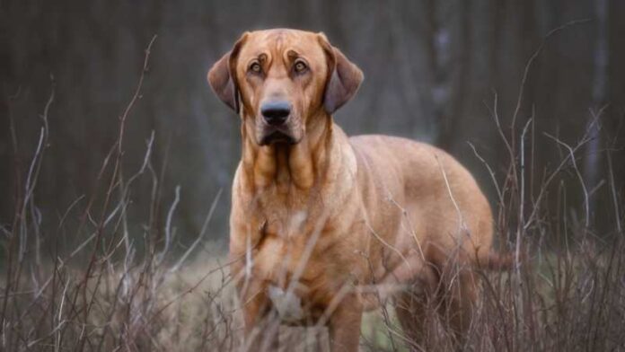 danski-pas-rase-pasa (2)