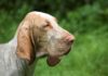 PAS SVETOG HUBERTA – BLODHUND blodhund-pas-svetog-huberta