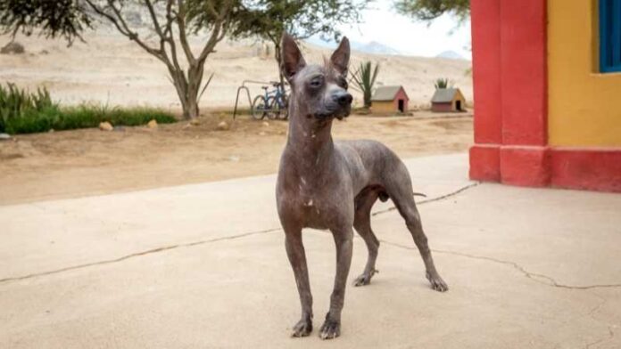 peruanski-pas-rase-pasa (2) peruanski-pas-rase-pasa (2)