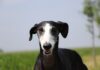 ŠPANSKI HRT – GALGO Španski-hrt-Galgo