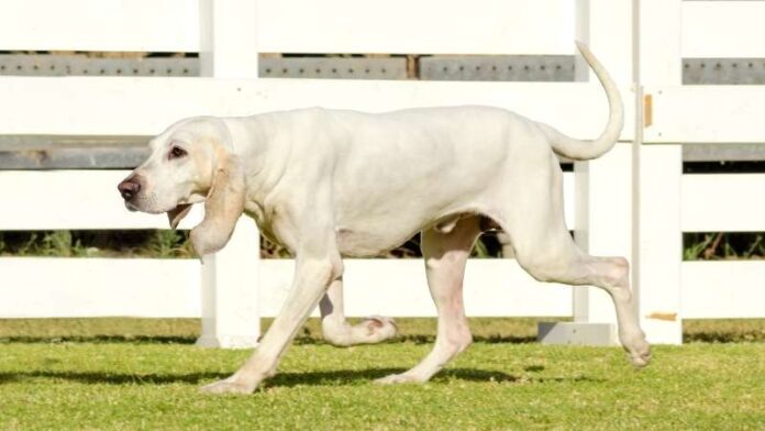 porculanski-gonič-rase-pasa