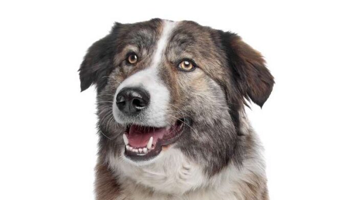 Atlaski-pastirski-pas-aidi-rase-pasa