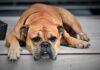 BULDOG buldog-pas-rase