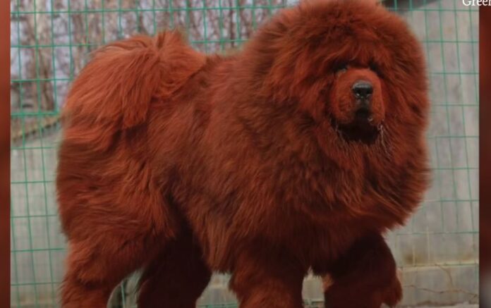tibetski-mastif