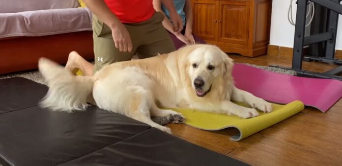 retriver-trening
