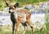 MLADIĆ SKOČIO U REKU DA SPASI LANE KOJE SE DAVILO (VIDEO) lane-bambi