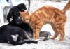 PSA SU NAPUSTILI I OSTAVILI NA ULICI, A ONDA SE NAŠAO NEKO DA GA UTEŠI (VIDEO) pas-mačka