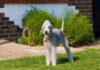 BEDLINGTON TERIJER rase-pasa-bedlington-terrier-76572_640