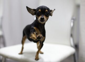 ENGLESKI PATULJASTI TERIJER dog-terier-engleski-patuljasti-terijer-rase-pasa (1)
