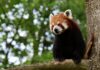 DA LI ZNATE DA POSTOJE CRVENE PANDE? crvena-panda