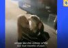 SUSRET VLASNIKA I UKRADENOG PSA NAKON VIŠE MESECI (VIDEO) pas-vlasnik-susret