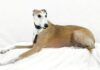 ENGLESKI HRT engleski-hrt-greyhound-rase-pasa-mojljubimac
