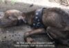 SA IVICE ŽIVOTA DO RAZIGRANOG PSA (VIDEO) pas-spasavanje