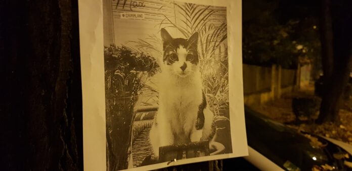 nestao-mačor-palilula nestao-mačor-palilula