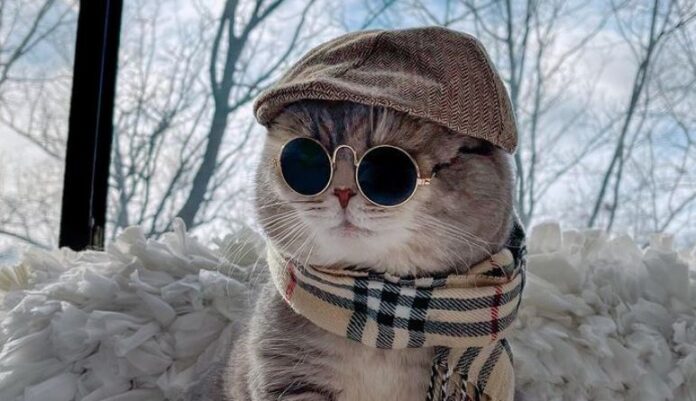benson-mačka-instagram
