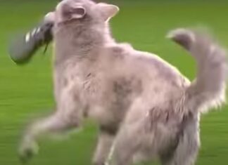 ČETVORONOŽNI FUDBALER SA KOPAČKOM UTRČAO NA TEREN (VIDEO) četvoronožni-fudbaler-sa-kopačkom