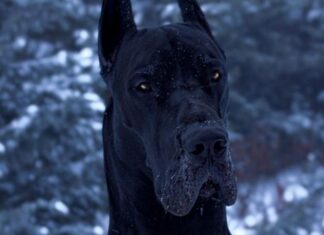 DOGA IZUZETNOG IZGLEDA – PAS ILI BETMEN? (FOTO) pas-ili-betmen