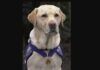 ENDAL – NAJODLIKOVANIJI LABRADOR endal-pas-pomoć
