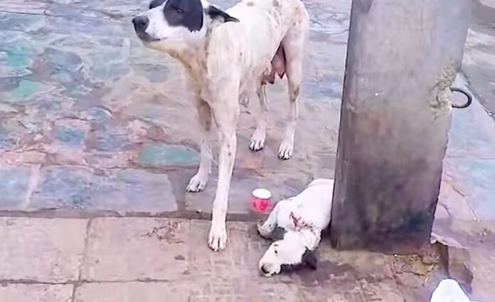 snimak-raznežio-miliona-majka-će-učini-sve-za-svoju-decu