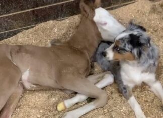 DASTI – NEVEROVATNI PAS KOJI POMAŽE SVOJIM VLASNICMA NA FARMI dasti-pas-farma