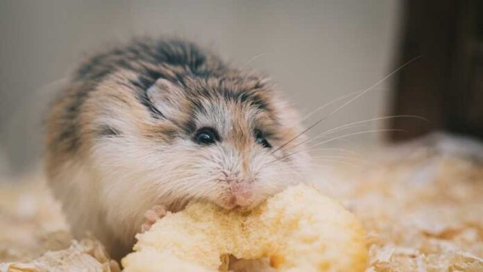 hrčak-mister-hamster