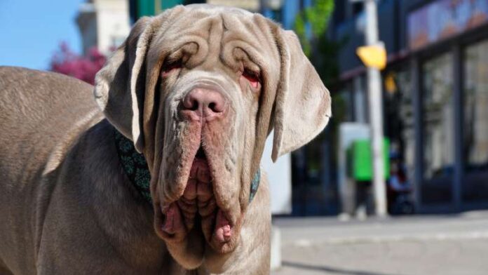 napuljski-mastif-rase-pasa