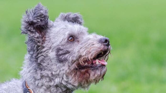 pumi-rase-pasa (2)