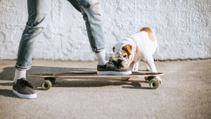 buldog-skejtbord
