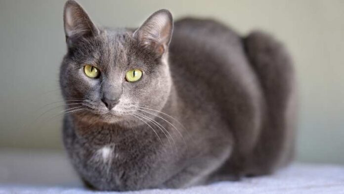 korat-mačka-rase-mačaka