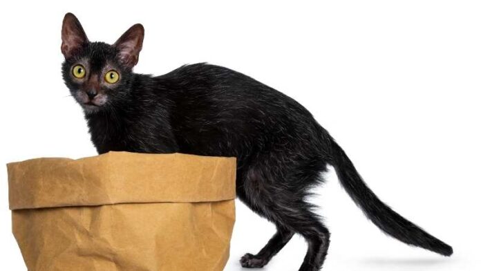 lykoi-mačka-vukodlak-rase-mačaka