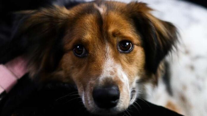 pas-gojaznost-kod-pasa