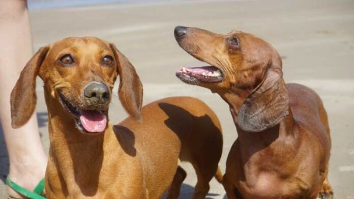 psi-jazavičari-plaža-more-leto