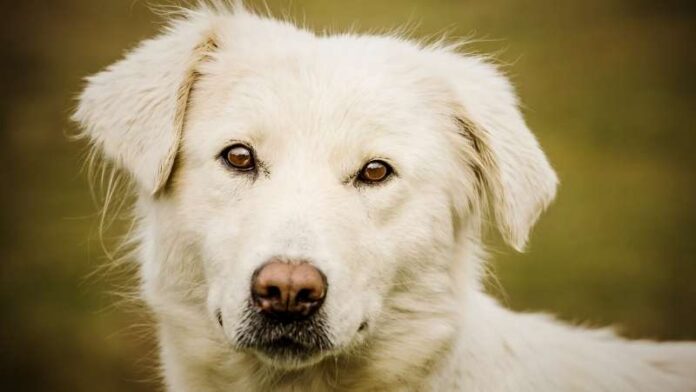 Maremano-rase-pasa (2)