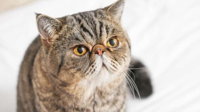 egzota-rasa-mačaka (1)