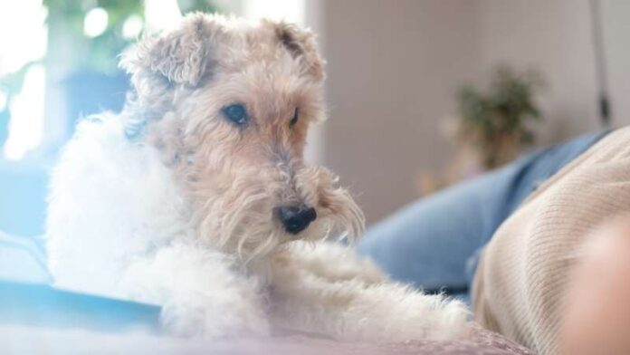 foks-terijer-rase-pasa