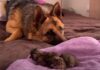 PRIZOR KOJI JE ODUŠEVIO SVE – PRVI SUSRET NEMAČKOG OVČARA I MAČIĆA (VIDEO) prvi-susret-nemačkog-ovčara-i-mačića