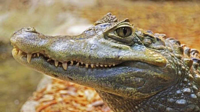 aligator-kao-kućni-ljubimac