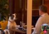 NESVAKIDAŠNJI PAR U RESTORANU (VIDEO) pas-restoran-vino