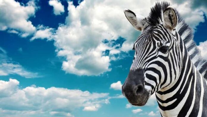 zebra
