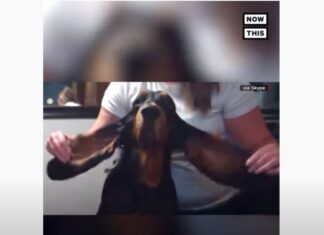 KUCA SA NAJDUŽIM UŠIMA NA SVETU (VIDEO) kuče-najduže-uši