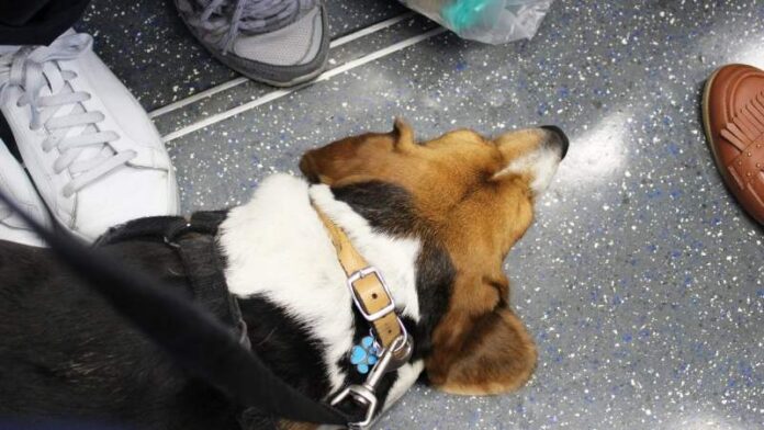 PAS-LJUBIMCI-U-GRADSKOM-PREVOZU