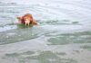 HEROJSKI PODVIG – SKOČILI U ZALEĐENO JEZERO DA SPASU PSA (VIDEO) pas-jezero-voda