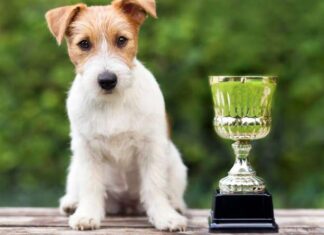 SERVISNI PAS DOBIO POČASNU DIPLOMU KLARKSON UNIVERZITETA pas-nagrada-počasna