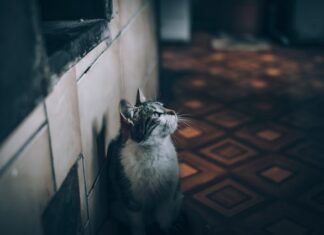 MAČKA KOJA POMAŽE U KUĆNIM POSLOVIMA (VIDEO) mačka-kuća