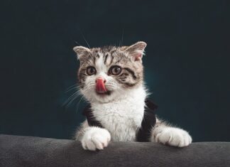 ZVUKOVI KOJE MAČKE NE VOLE DA ČUJU mačka