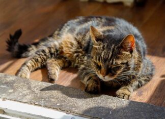 ARTRITIS KOD MAČAKA I KAKO GA PREPOZNATI mačka-spavanje