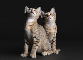 ŠEST ZNAKOVA DA VAS VAŠA MAČKA VOLI šest-znakova-da-vas-vaša-mačka-voli