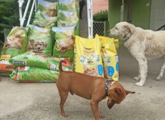 KOMPANIJA NESTLE DONIRALA 2000 KG HRANE BRENDA PURINA AZILIMA U SRBIJI nestle-purina-donirali-hranu-azilima-u-srbiji